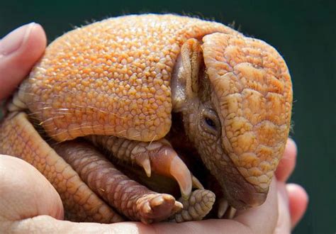 Baby Armadillo - Barnorama