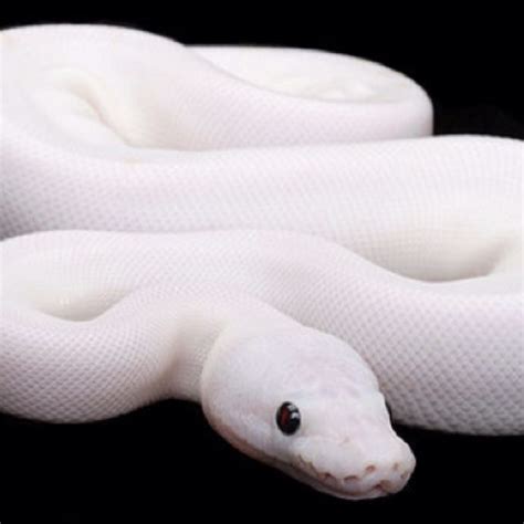 I want a pet snake | Albino animals, Pet snake, Albino