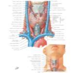 Thyroid Gland: Anterior View