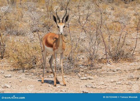 Springbok in Natural Habitat in Etosha National Park in Namibia Stock ...