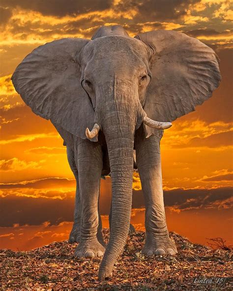 Elephant At Sunset On Safari 88D