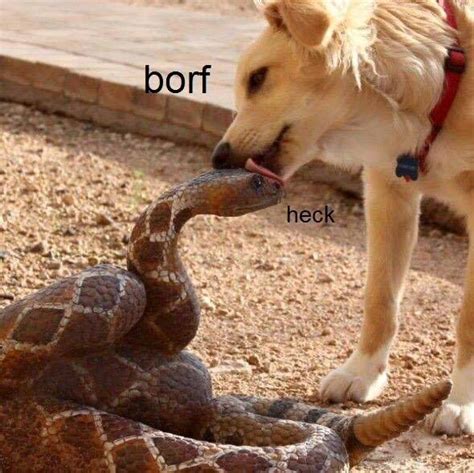 snek snoot boop | Dank Memes Amino