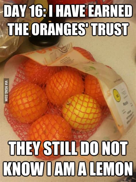 Day 16: I have earned the oranges' trust. - 9GAG