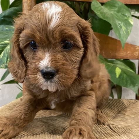 Cavapoo puppies for adoption - cavapoo puppies for adoption in ohio