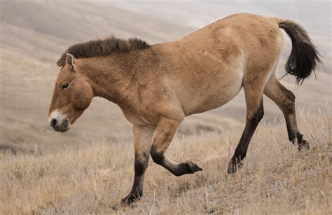 Today I wanted to introduce you to the Przewalski Horse in Mongolia — Kevin Pepper Photography ...