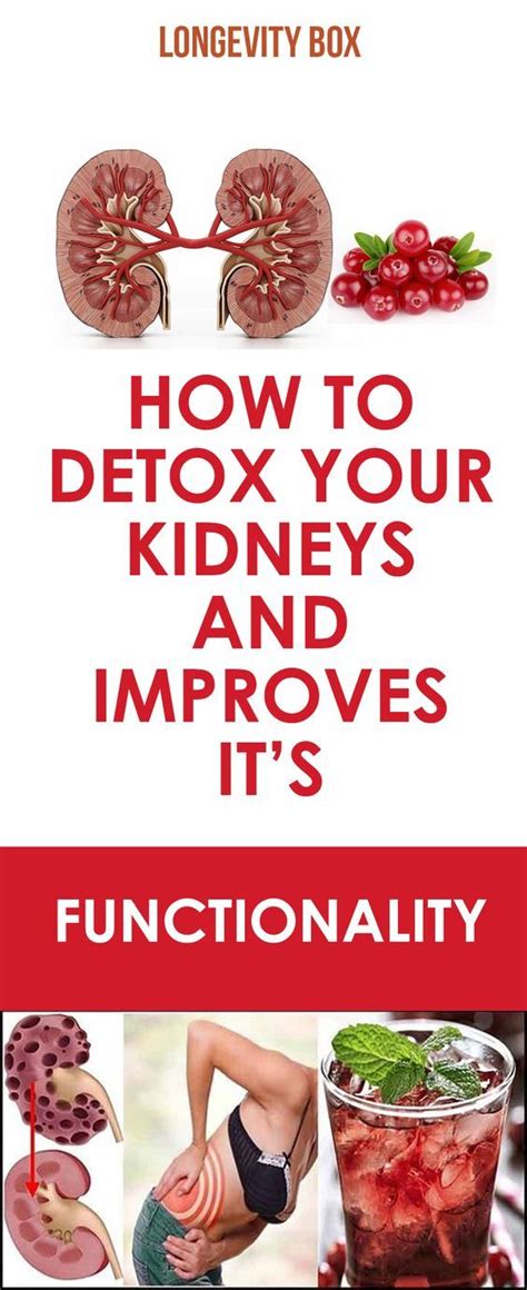 How To Detox Your Kidneys And Improves It’s Functionality | Kidney ...