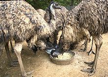 Emu - Wikipedia