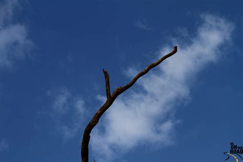 IMG_5238 | Solitary tree branch against a soft blue mountain… | Flickr