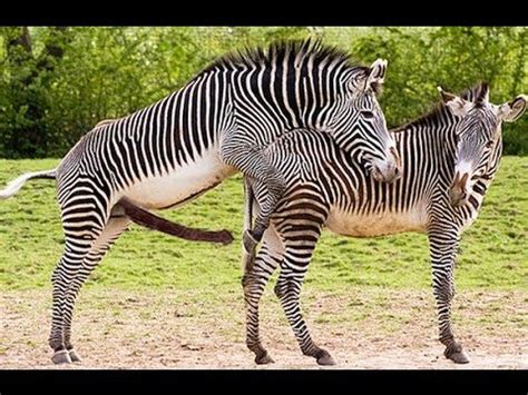 Zebra Mating 2014 - Animal Mating HD | cool pictures | Pinterest | Watches, Zebras and Animals