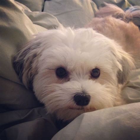 Shih tzu Maltese mix! Sammie! | Shih tzu maltese mix, Shih tzu, Maltese mix