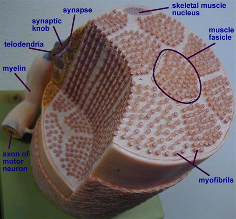 muscle cell labeled | Muscular system anatomy, Human anatomy and physiology, Muscle anatomy