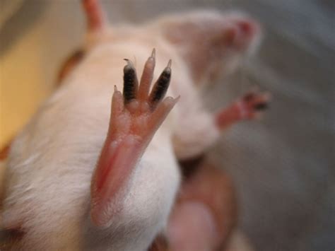 Rodent Identification Products | Kent Scientific | Hairless rat, Mouse, Angler fish