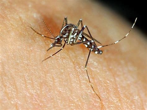 The Best 14 Tiger Mosquito Bites Pictures - aboutforgetpic