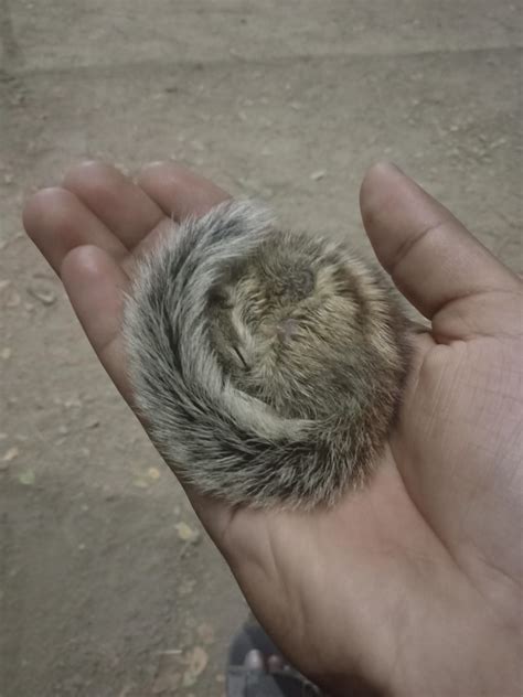 Just a baby squirrel sleeping ... So cute : aww