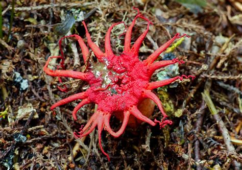 Stinkhorn Fungus. | The fruiting body of a stinkhorn fungus … | Flickr