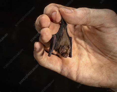 Kitti's hog-nosed bat - Stock Image - C055/9539 - Science Photo Library