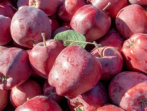 Indian market reopening for apples – Good Fruit Grower