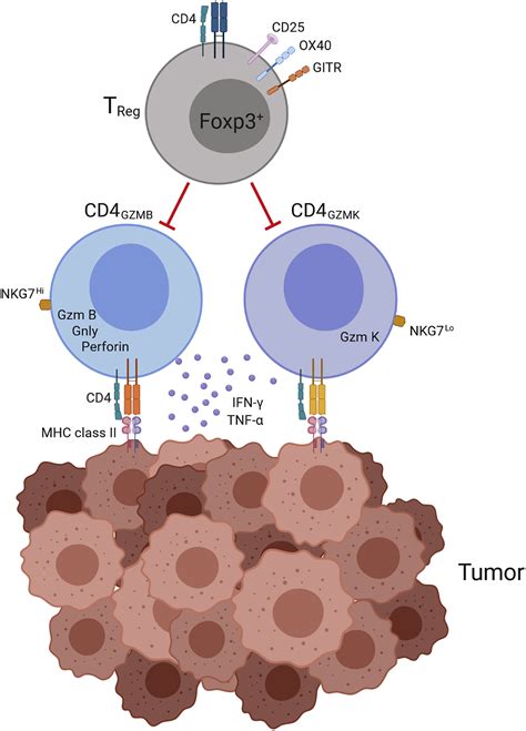 Cytotoxic CD4+ T Cells in Bladder Cancer—A New License to Kill: Cancer Cell