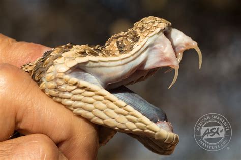 Snakebite in southern Africa - African Snakebite Institute