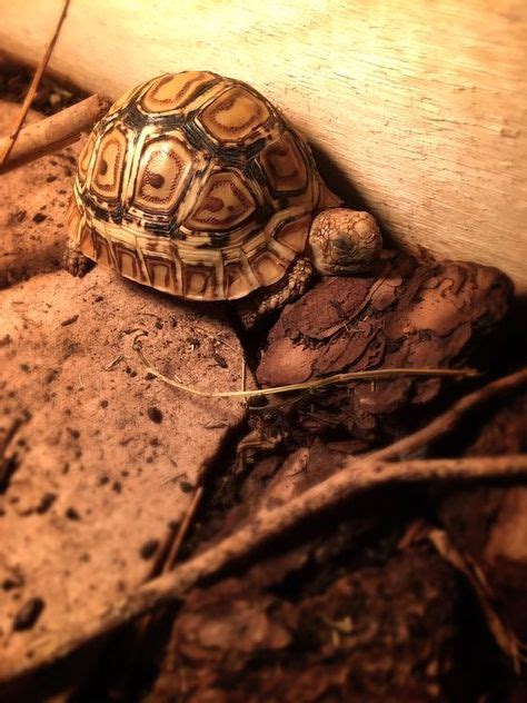 Leopard Tortoise - Habitat, Behavior, Breeding, Pictures and Other ...