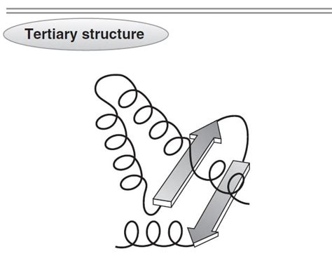 Protein Structure- Primary, Secondary, Tertiary and Quaternary