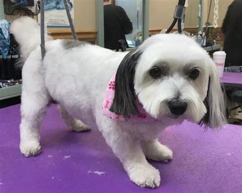 10 Best Havanese Haircuts for Your Puppy in 2022 | Havanese haircuts, Dog haircuts, Havanese