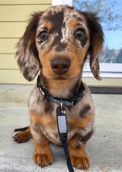 Dapple Dachshunds – Temperament, Health, Costs and Pictures | Dachshund ...