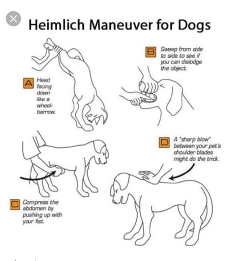 Pin by Ashley on ♥ Dogs ♥ | Heimlich maneuver for dogs, First aid for dogs, Dog care