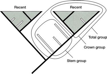 Phylogenetics in the genomic era: Reconstructing the evolutionary tree of rails (family Rallidae ...