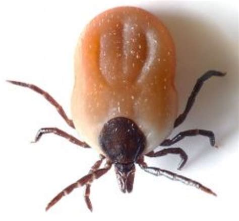 Tick Identification: Guide to Common Types (With Photos) - HubPages