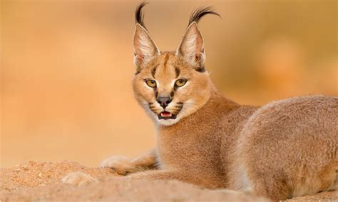 Caracal Kitten Wholesale Offers, Save 56% | jlcatj.gob.mx