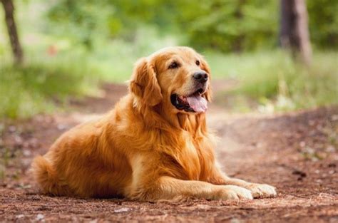 Top 10 Ginger Dog Breeds | PetGuide