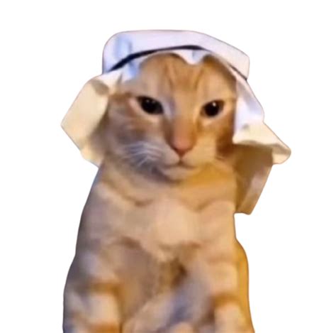 Habibi cat Blank Template - Imgflip