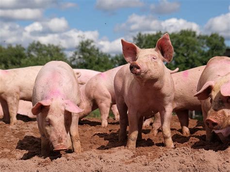 TIL that a female pig who has never been pregnant is called a 'gilt' while a female pig who has ...