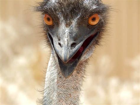 Differential Facts About Emu vs. Ostrich