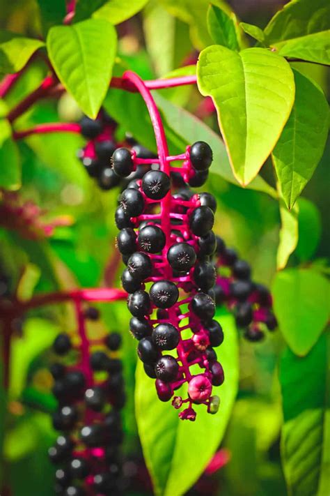 Foraging for Elderberries & Elderflowers: Identification, Look-alikes ...