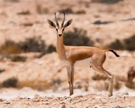 Dorcas Gazelle - Facts, Diet, Habitat & Pictures on Animalia.bio