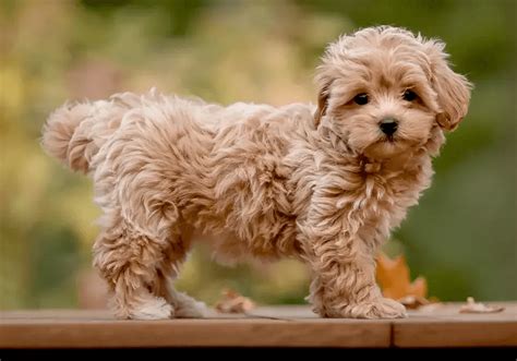 Maltipoo Breed Information | Puppies For Sale Online