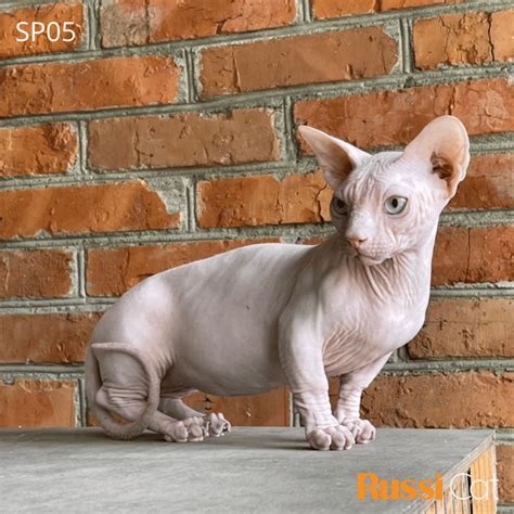Mèo Sphynx (mèo không lông), chân ngắn, đực, 7 tháng – SP05 - RussiCat