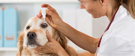 Eye Care for Dogs | Four Paws