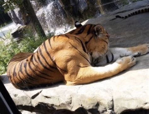 Muscles of a fully grown male tiger : r/interestingasfuck