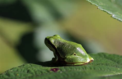 European tree frog / Boomkikker | The European tree frog (Hy… | Flickr