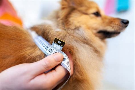 Diabetes in Dogs Treatment Plan: What to Expect | Great Pet Care