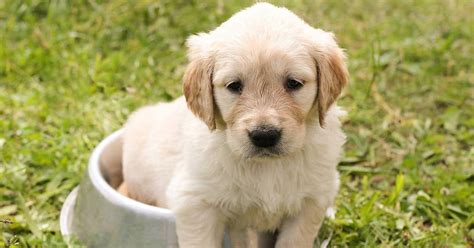 Best Food For Golden Retriever Puppies (And What NOT To Feed Them ...