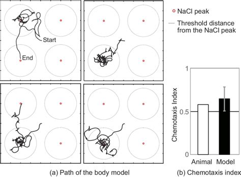 Chemotaxis simulation using the multibody model. (a) Schematic of four ...