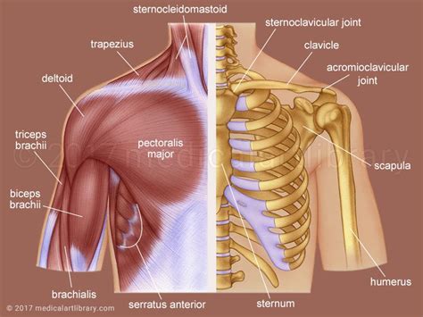 ribs anatomy diagram muscle