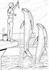 Free & Easy To Print Dolphin Coloring Pages  Tulamama sketch template