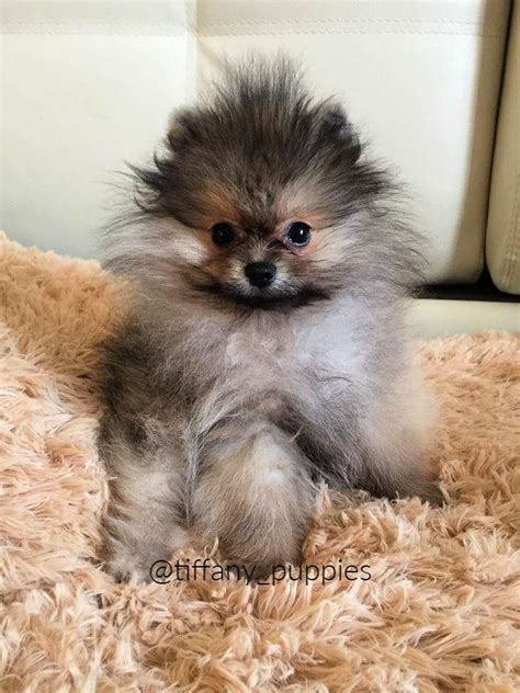 Pomeranian Uk Breeder - Pets Lovers