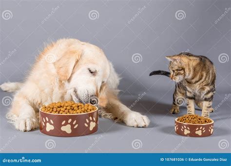 Dog and cat eating stock photo. Image of kitten, dish - 107681036