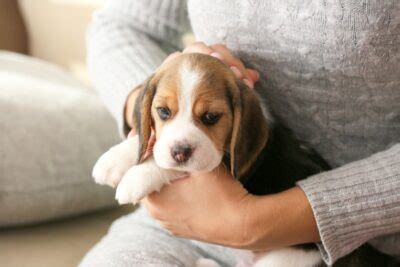 Dog Breeding Tips & Advice: Learn How to Breed Dogs